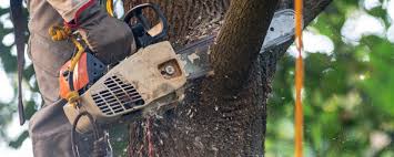 Best Storm Damage Tree Cleanup  in Groves, TX