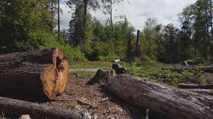 Best Tree Disease Treatment  in Groves, TX