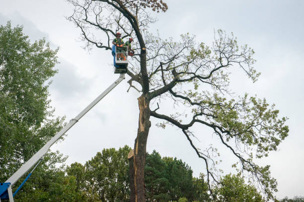 Best Fruit Tree Pruning  in Groves, TX