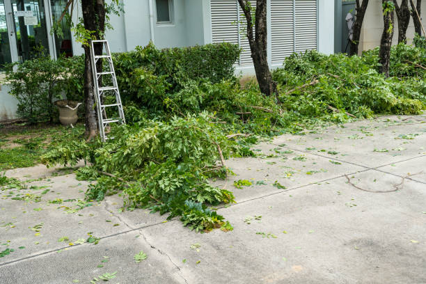 How Our Tree Care Process Works  in  Groves, TX